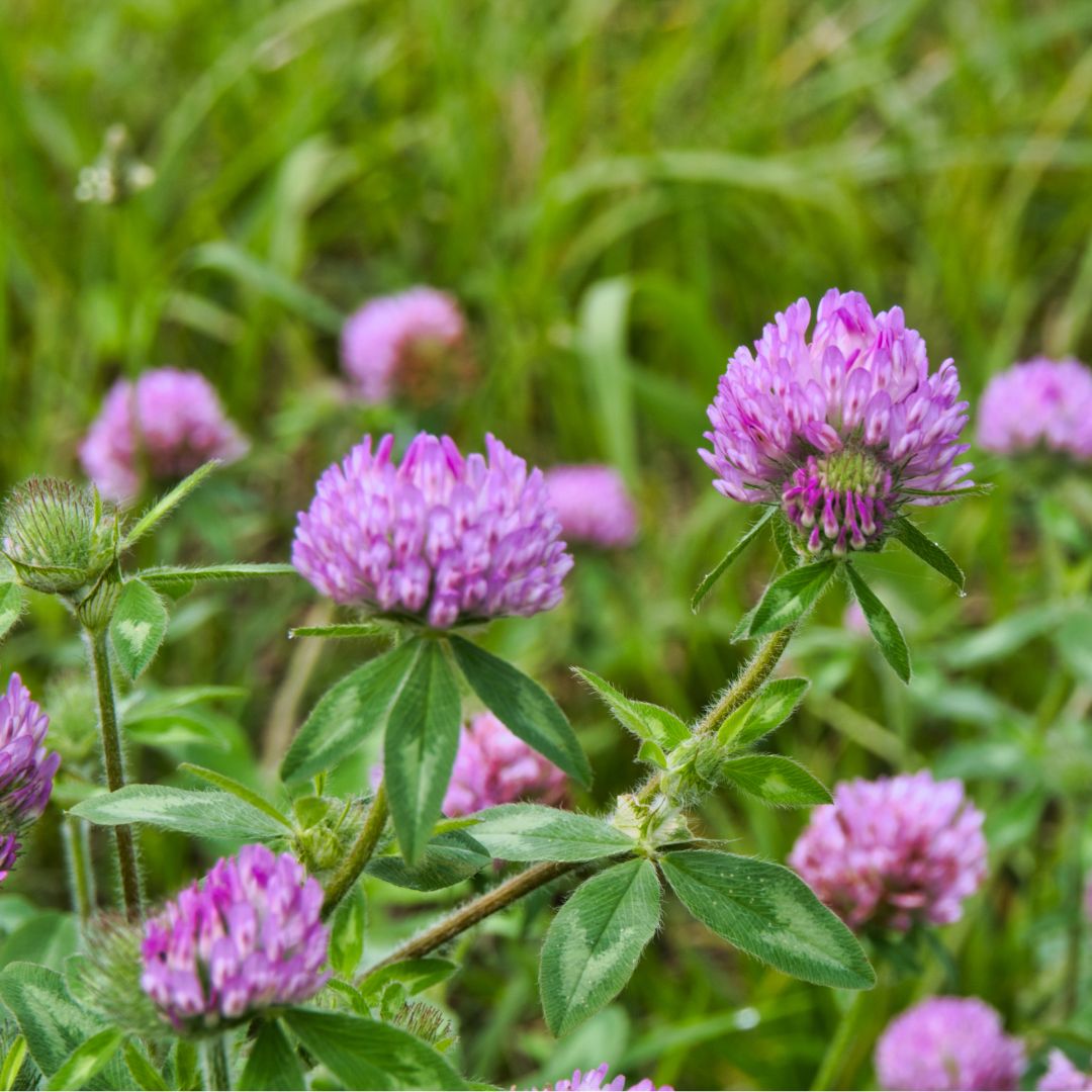 Wild Red Clover Plug Plants | Trifolium pratense