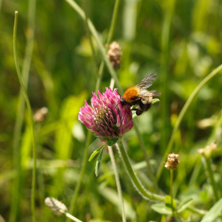 Wild Red Clover Plug Plants | Trifolium pratense