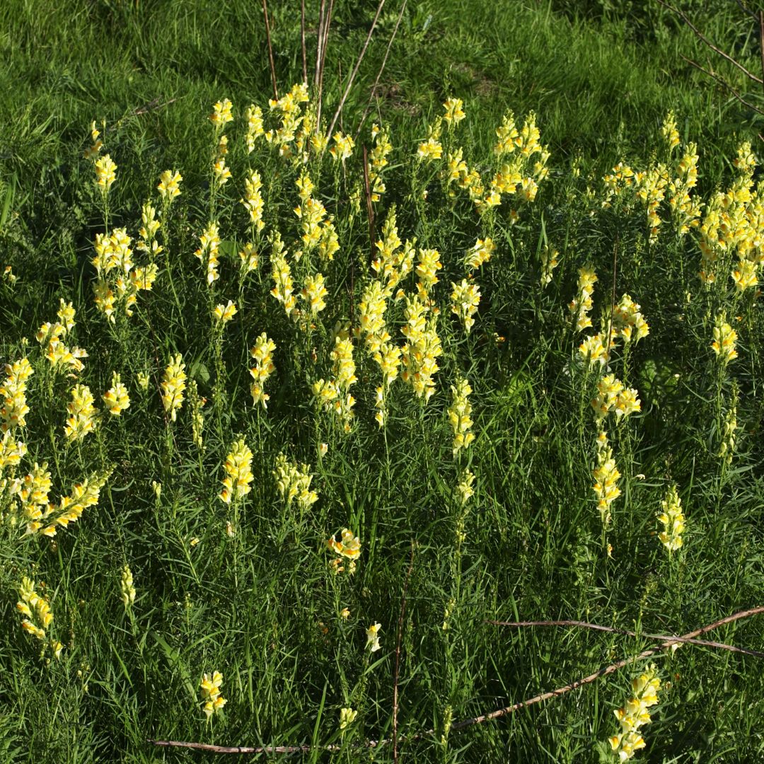 Common Toadflax Plug Plants | Linaria vulgaris