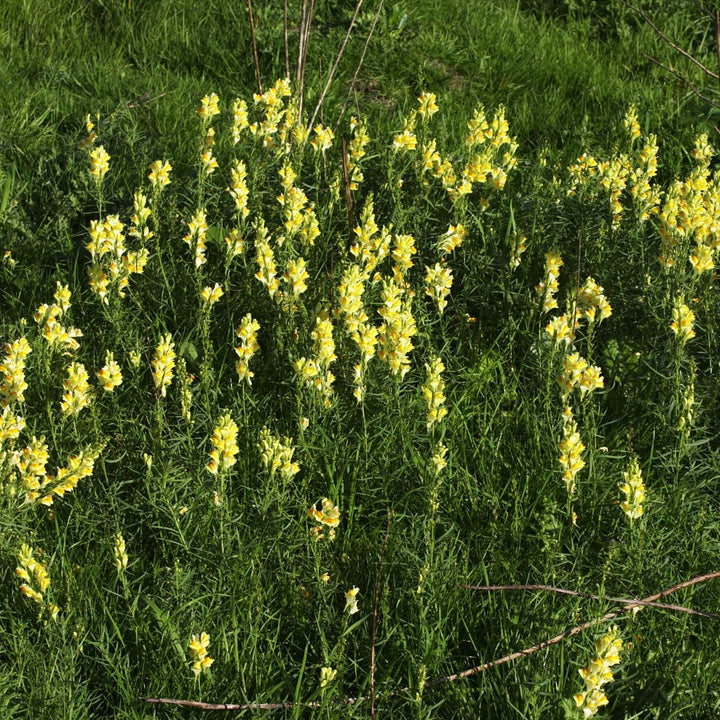 Common Toadflax Plug Plants | Linaria vulgaris