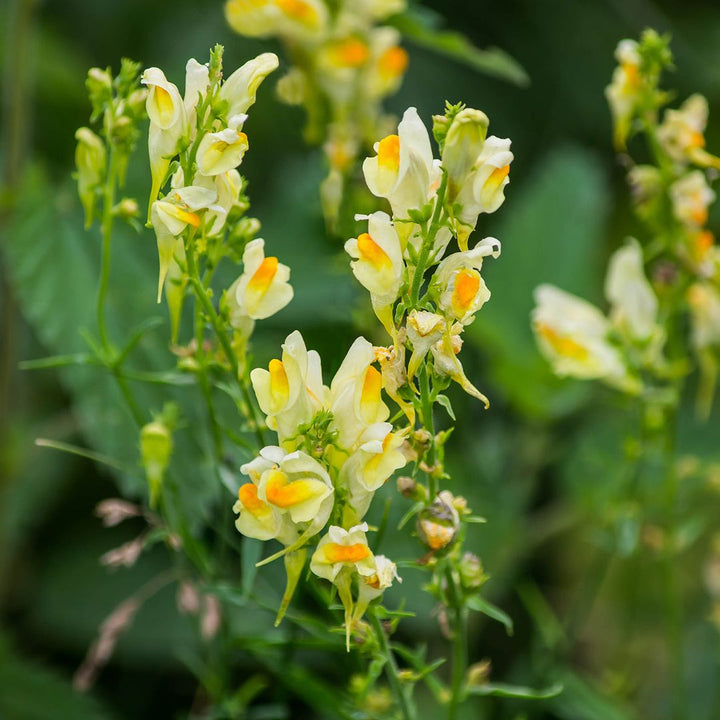 Common Toadflax Plug Plants | Linaria vulgaris