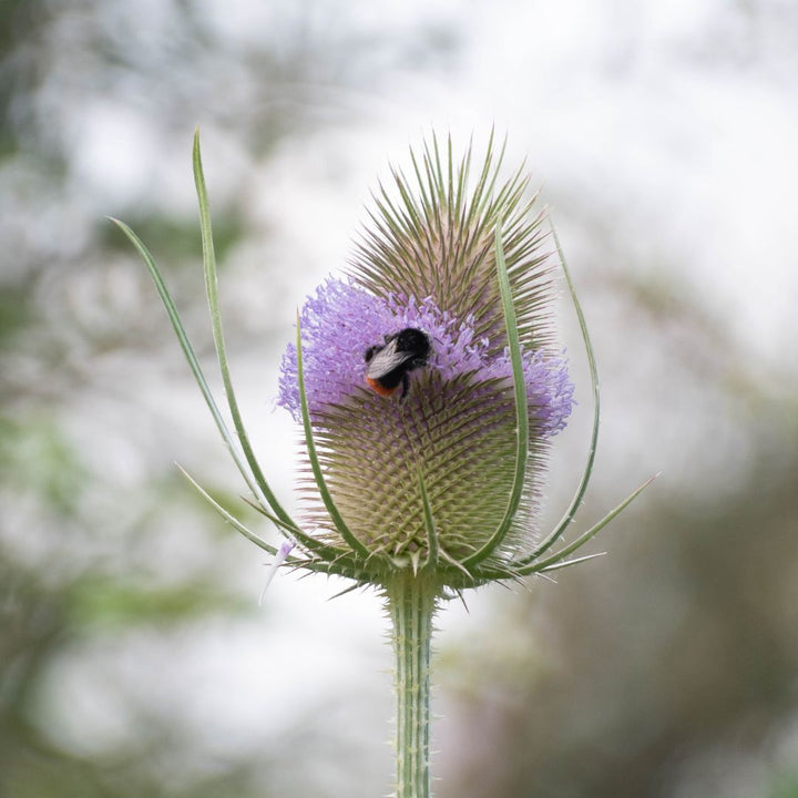 Teasel Plug Plants | Dipsacus fullonum