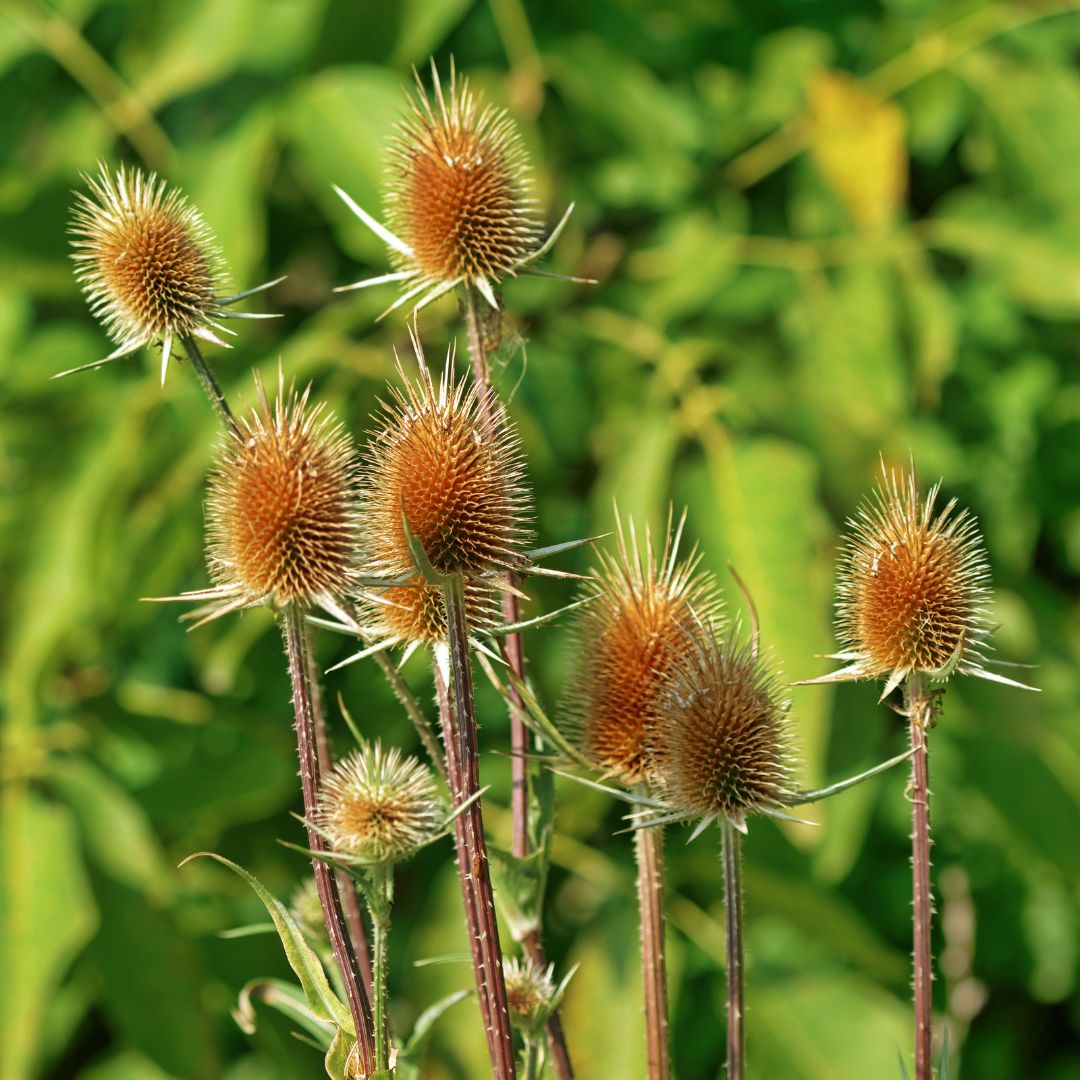 Teasel Plug Plants | Dipsacus fullonum