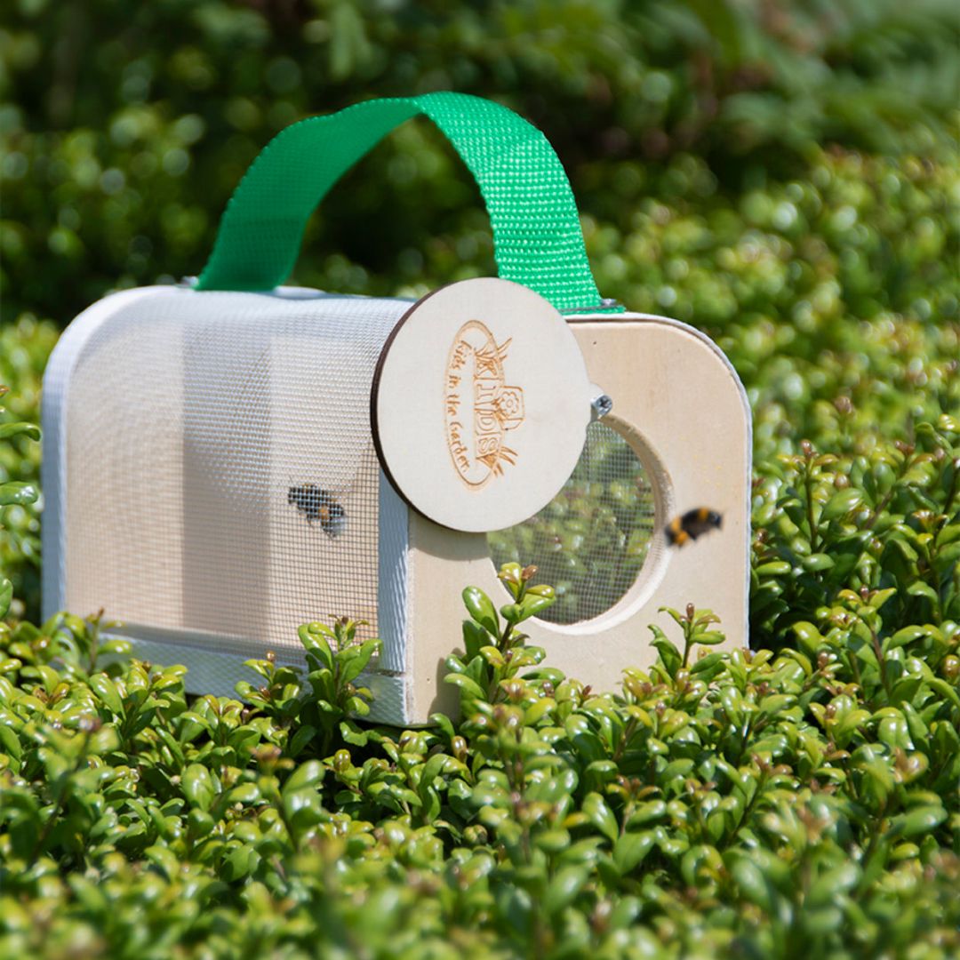 Wooden Insect Study Box