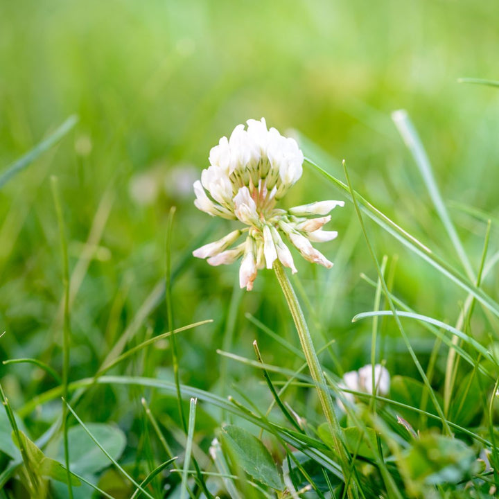 Grass Seed for a Clover Lawn