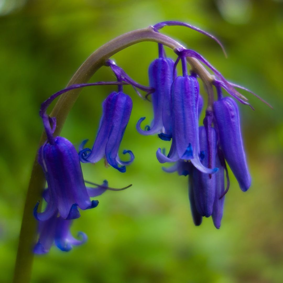English Bluebell Seed | Hyacinthoides non-scripta