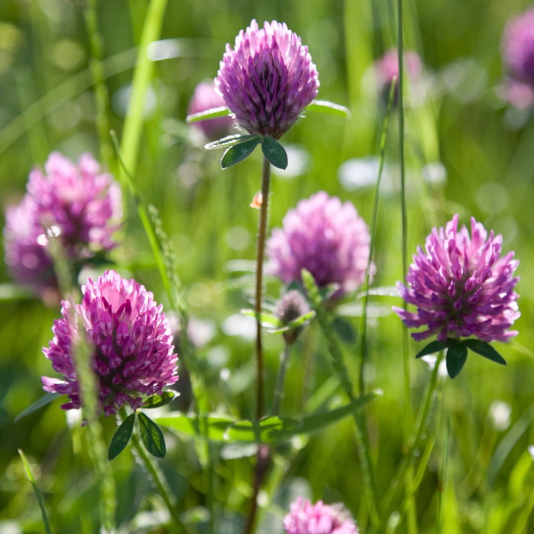 Wild Red Clover Plug Plants | Trifolium pratense