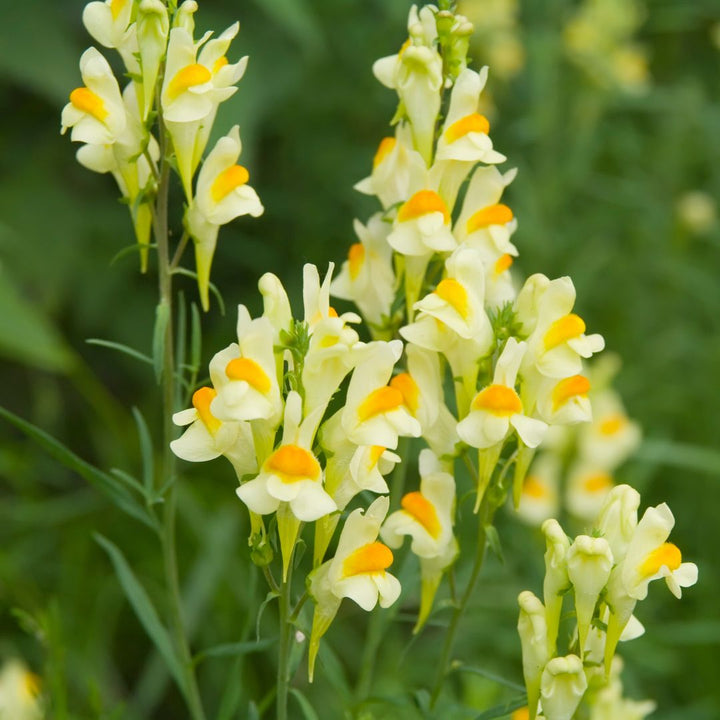Common Toadflax Plug Plants | Linaria vulgaris