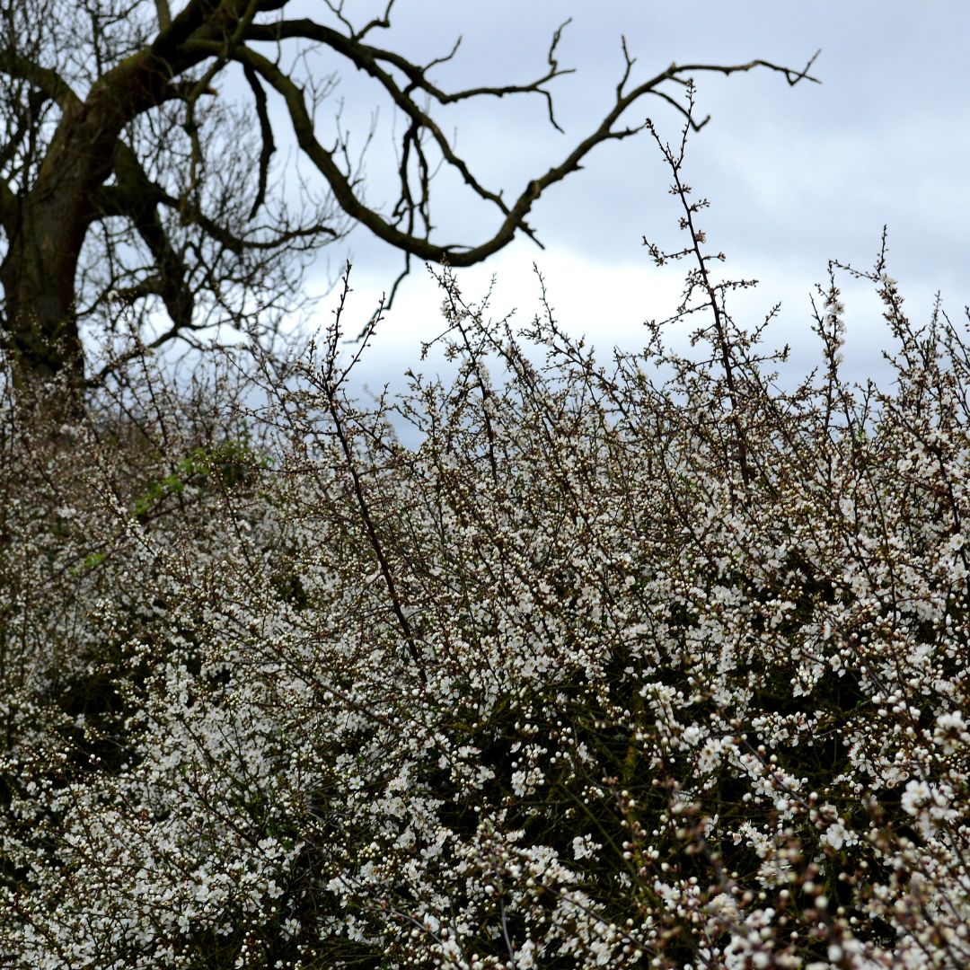 Hawthorn hedge in winter next to a bare tree