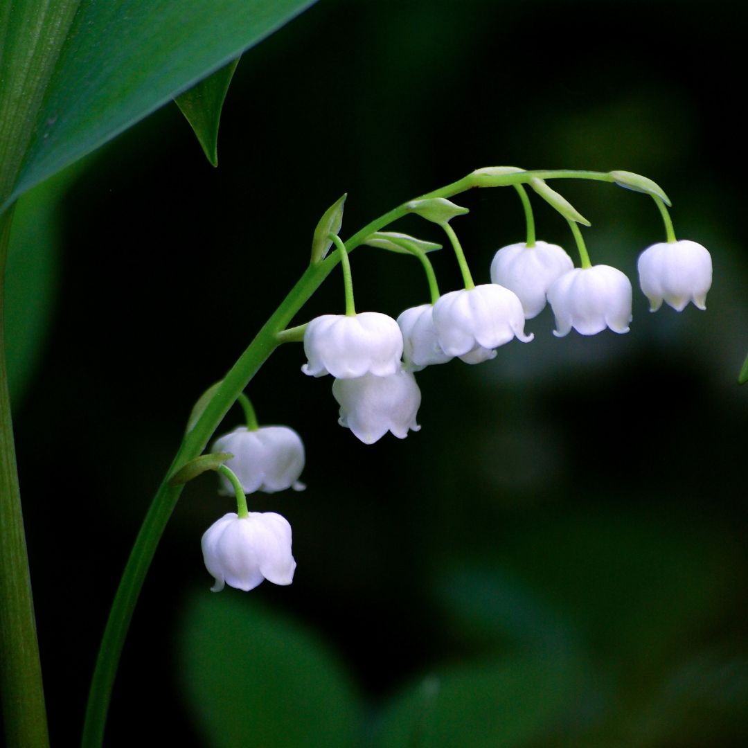 Lily of the Valley Bulbs In The Green