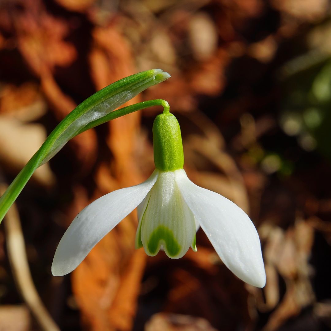 Snowdrop ikiriae flower