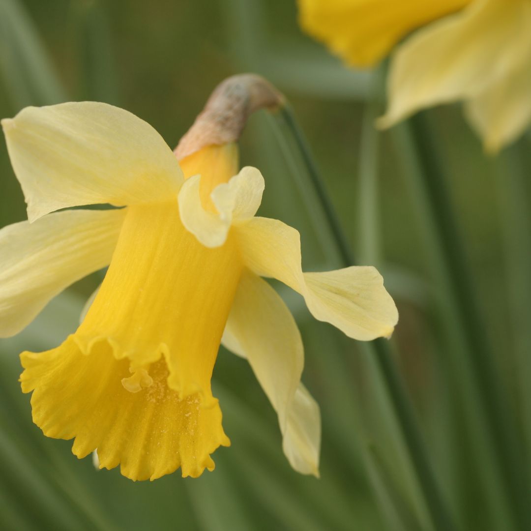 Close up of a wild daffodil flower
