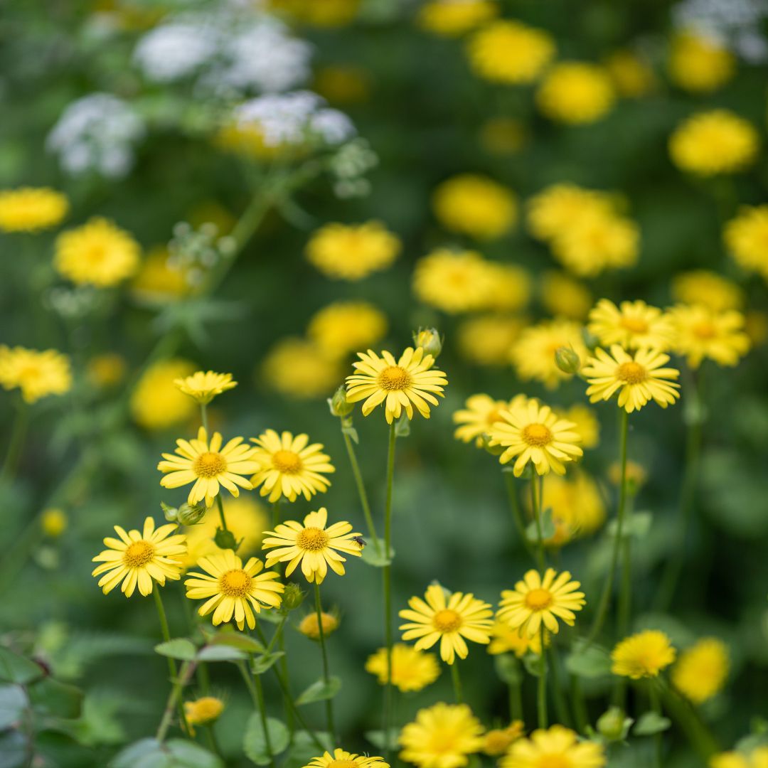 Small corn marigold flowers