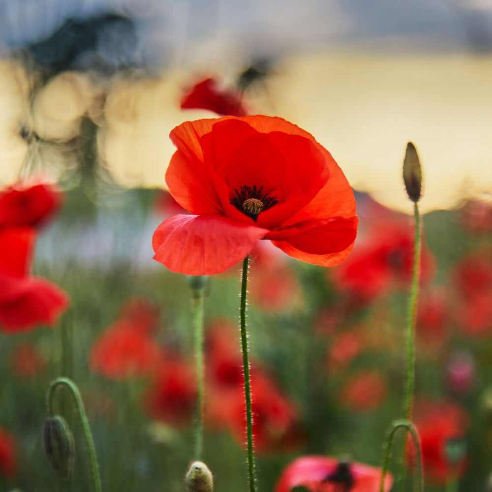A field poppy with others visible in the background