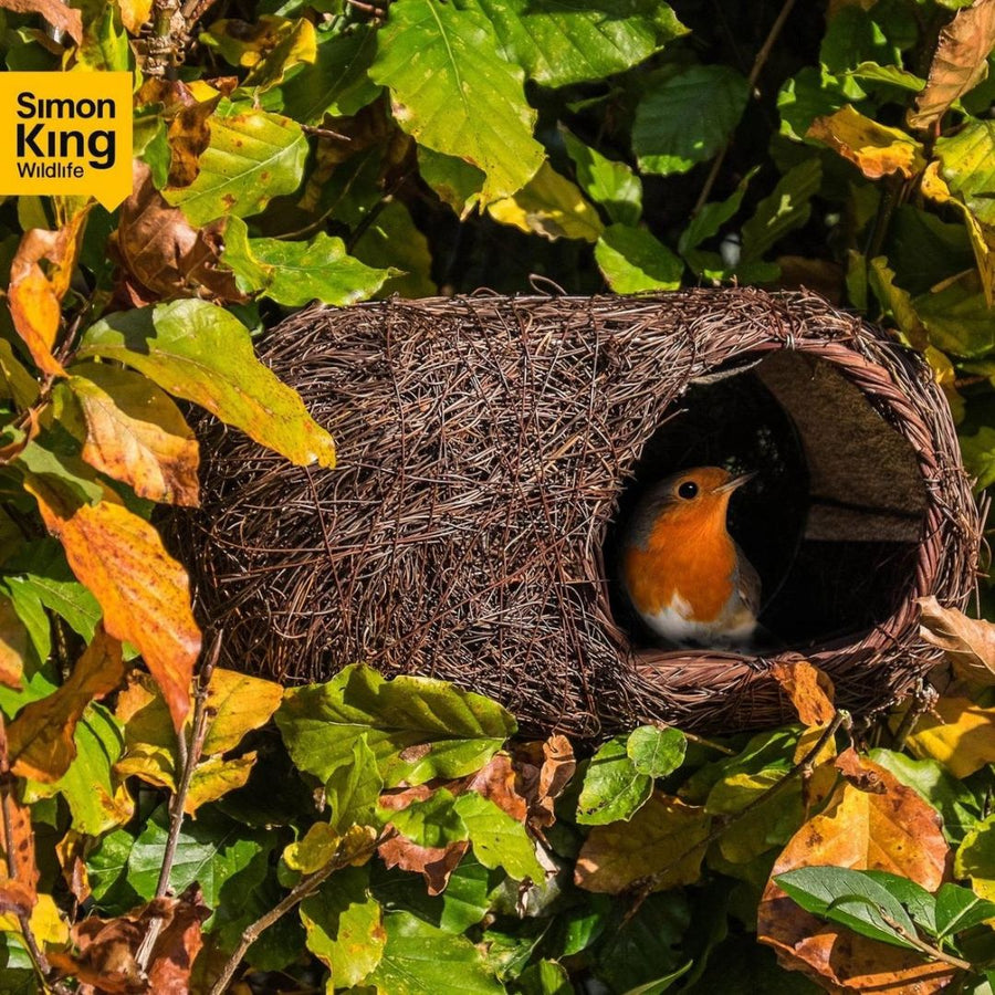 A robin sitting in the brushwood nester