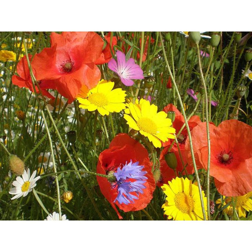 Poppies, corn marigold, cornflower, corncockle and corn chamomile, growing together in a meadow