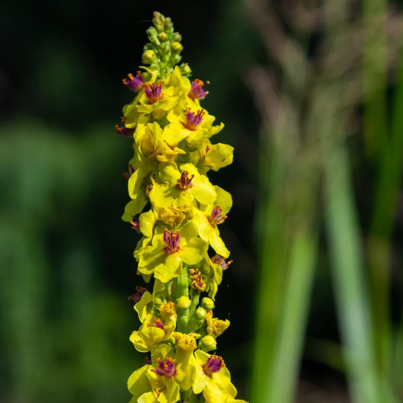 Dark mullein flowers in bloom