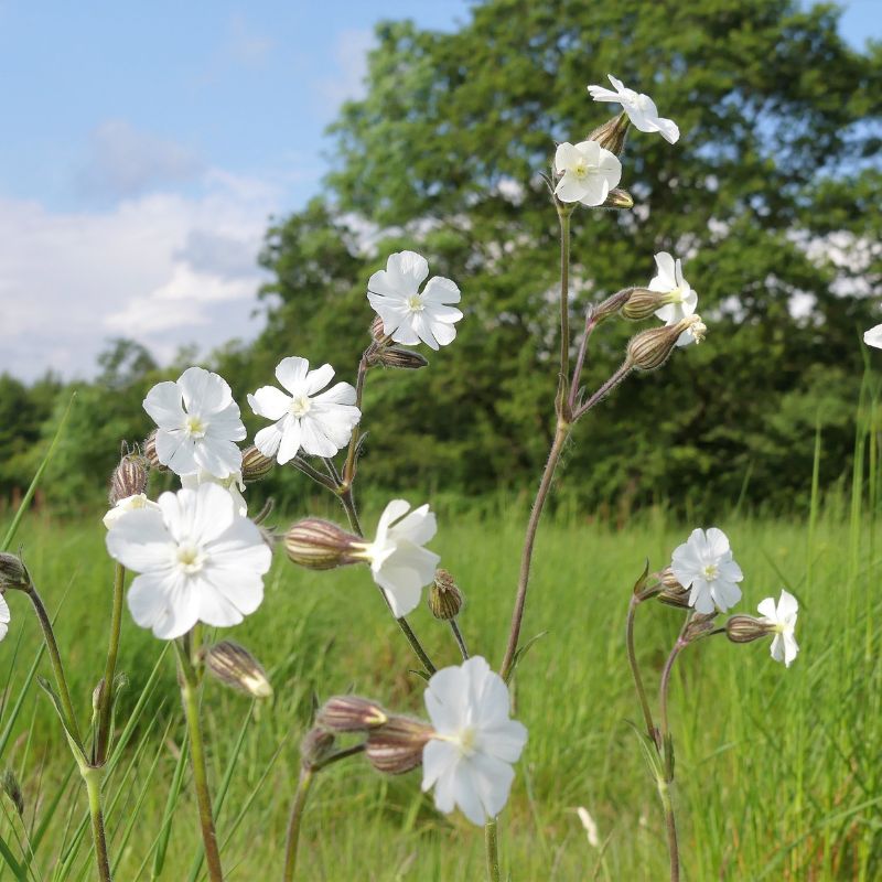 White campion growing in a meadow in front of a tree and a blue sky