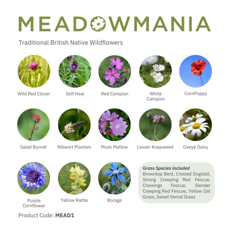 Native British Wildflower Meadow Seed Mix