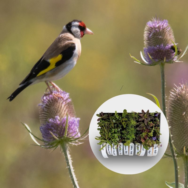 A goldfinch resting on teasel, with an overlaid image of wildflower plugs in a 40cc tray