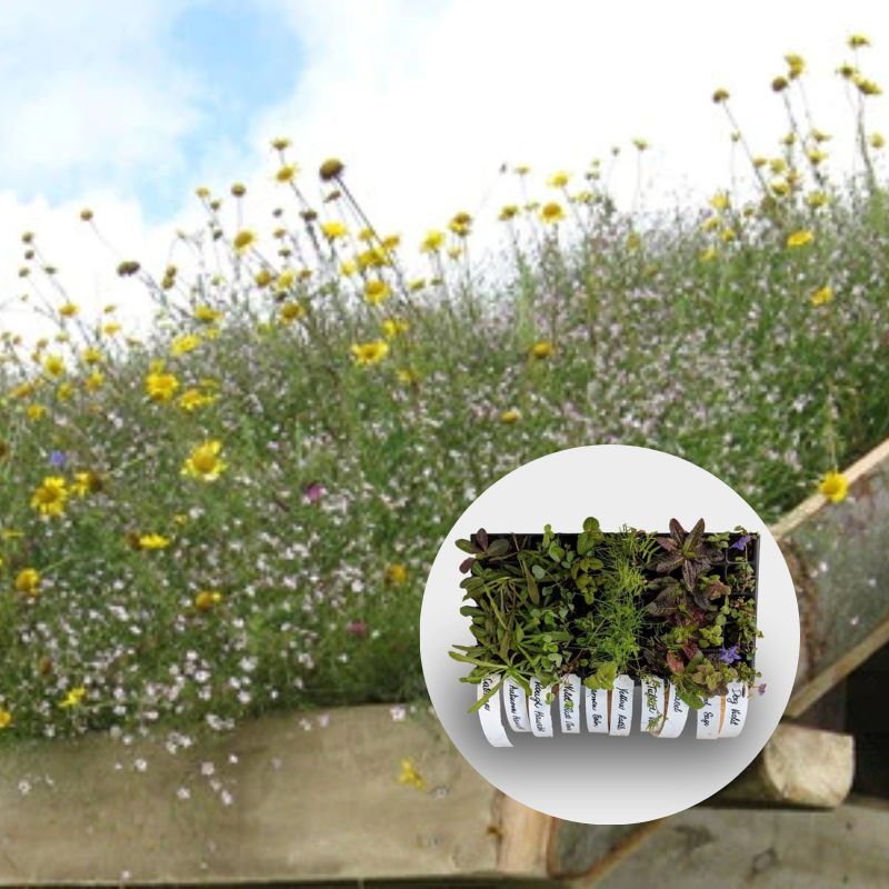 Wildflowers growing on a green roof with an overlaid image of plug plants in 40cc tray