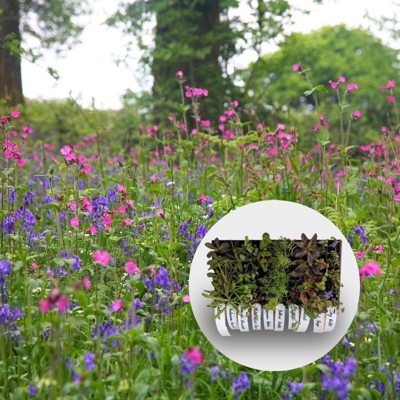 A woodland meadow of bluebells and red campion, with overlaid image of plug plants growing in a 40cc tray