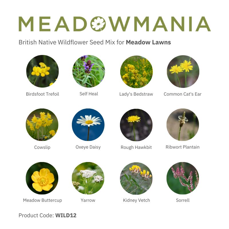 British Wildflowers for Lawns | 100% Wildflower Seed Mix