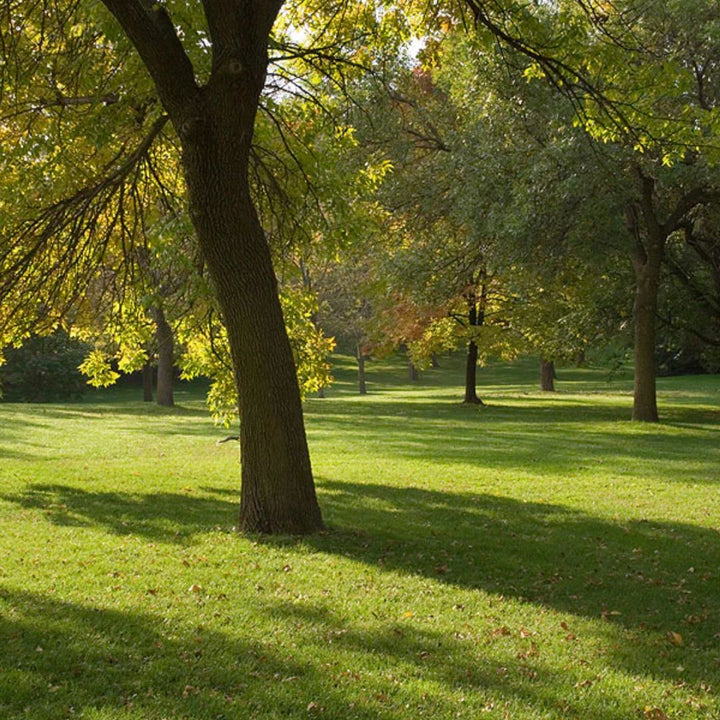 Lawn Grass Seed For Shady Areas
