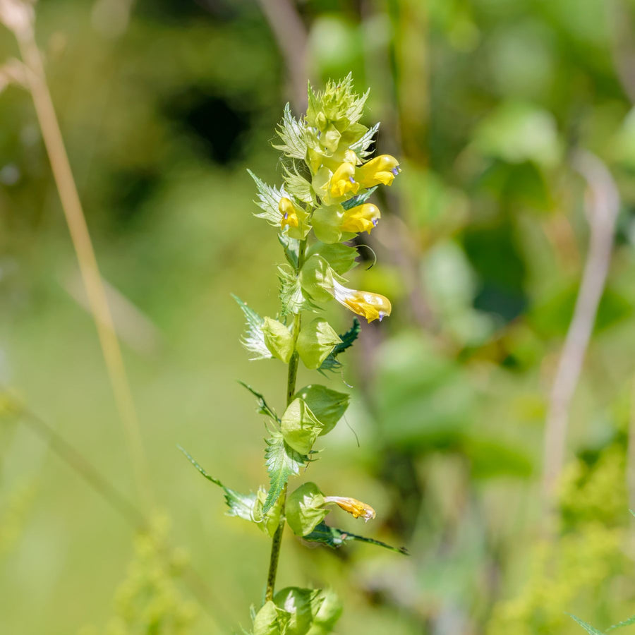 yellow rattle uk