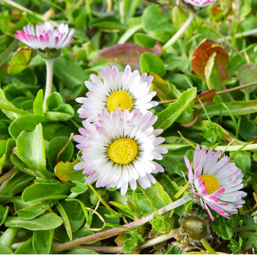 Common Daisy Plug Plants