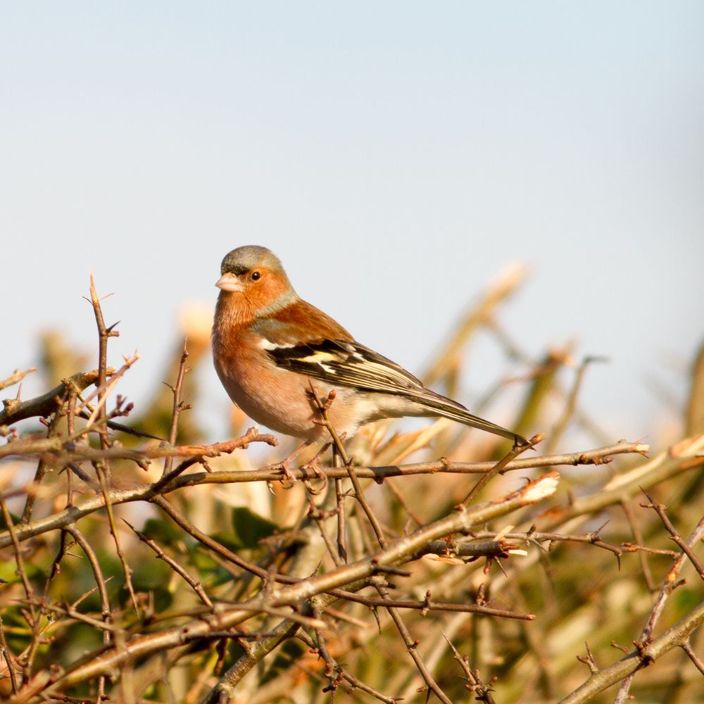 A chaffinch bird sitting upon a hedge