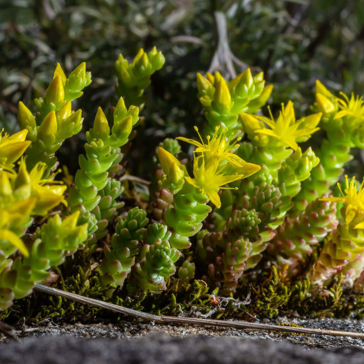 Close-up of yellow biting stonecrop flowers and green succulent stems on a blurred natural background