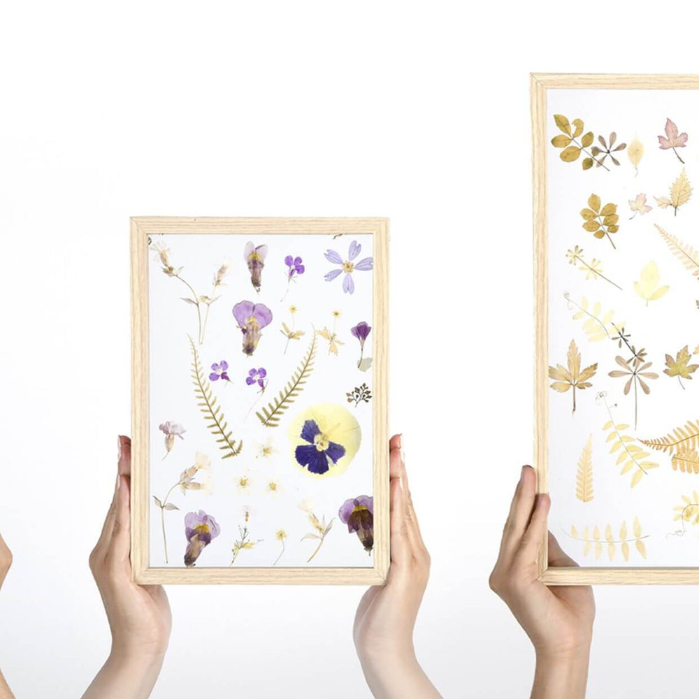 Pressed flowers, beautifully displayed in a transparent wooden frame