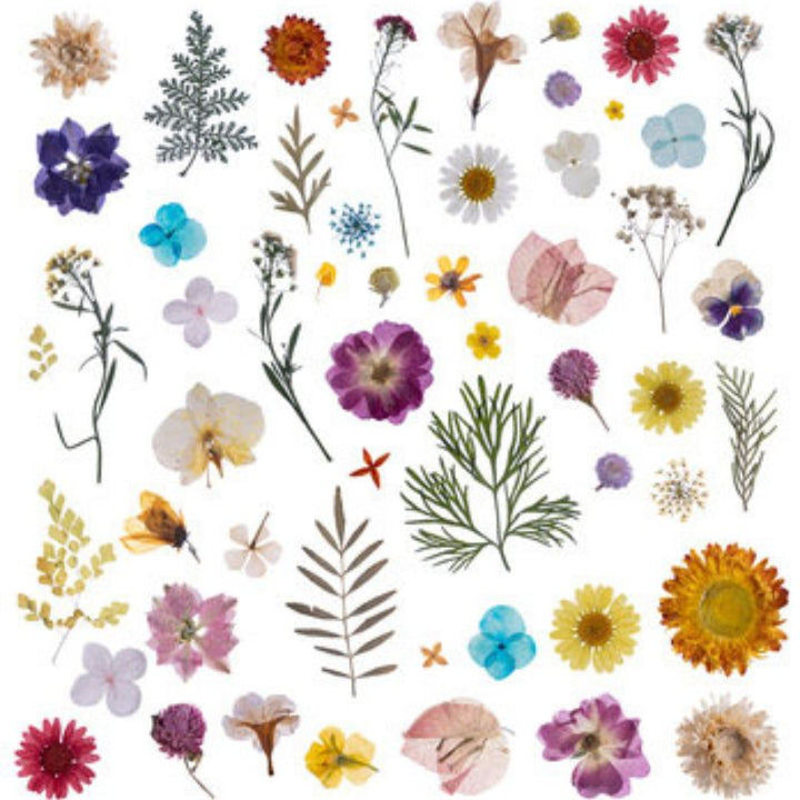 Pressed wildflowers on a white background