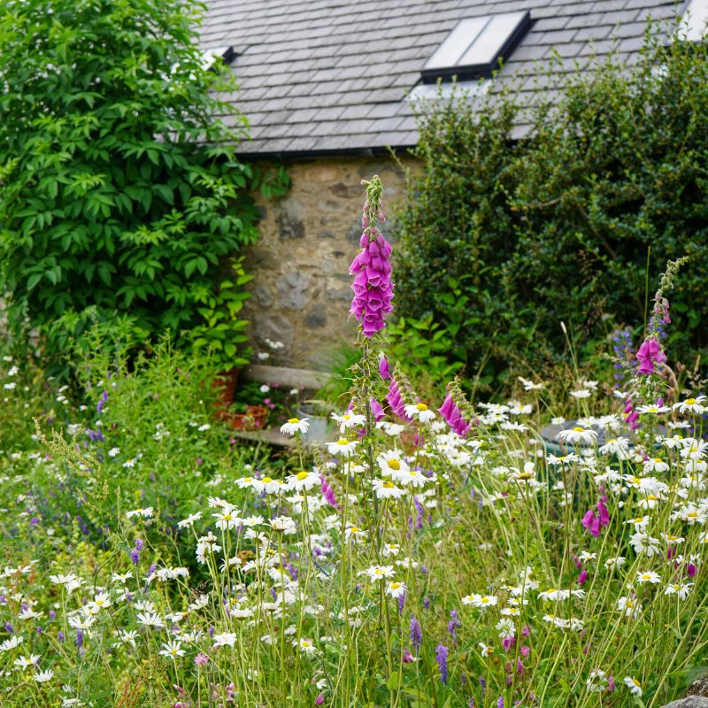 wild garden seeds uk Native British Wildflower seed mix Cottage Garden – Meadowmania UK