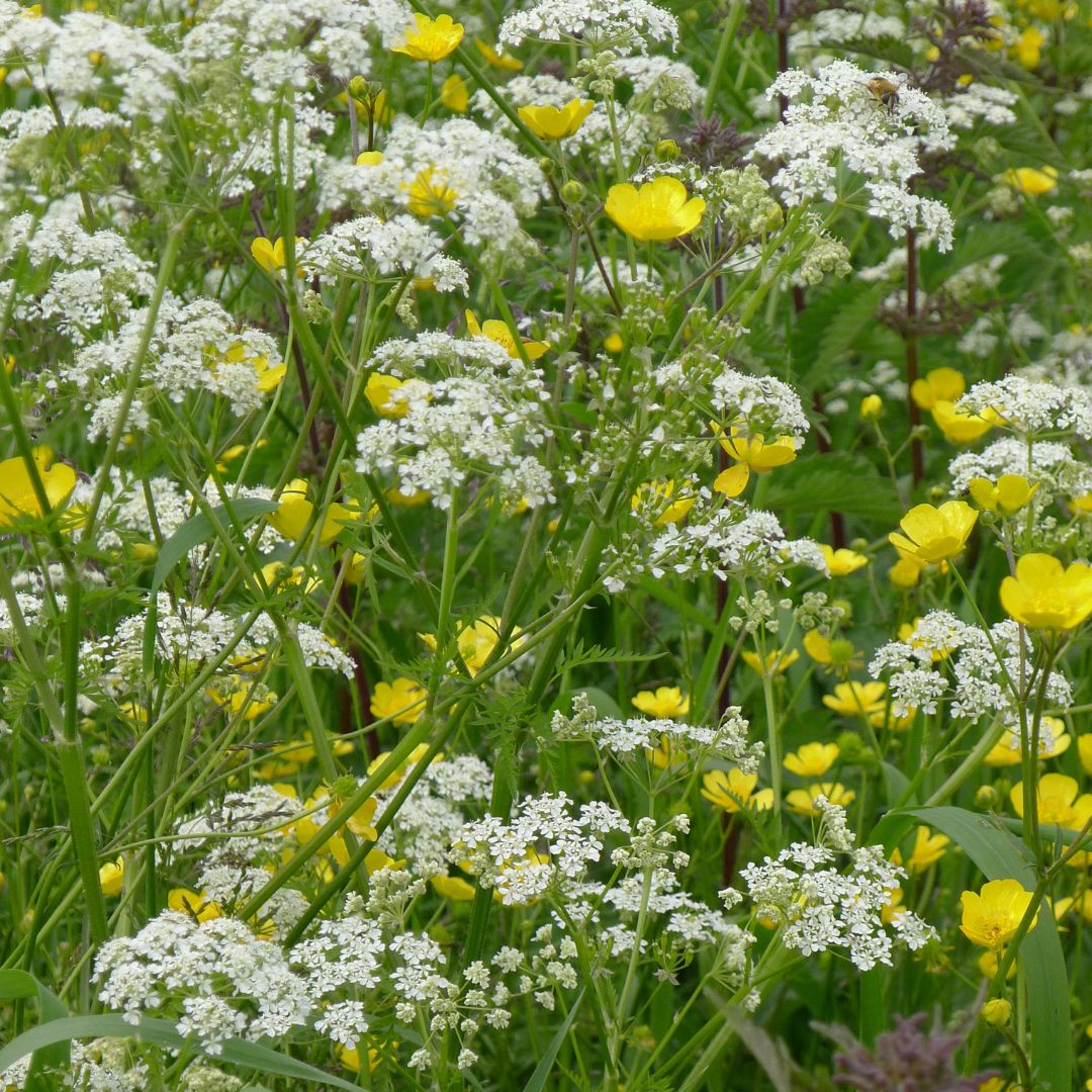 cow parsley blooming amongst buttercups