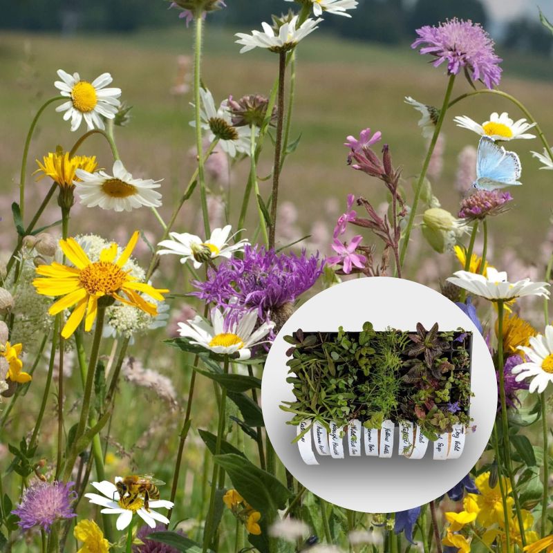 Wildflowers grown from our general summer mix, with overlaid image of plug plants growing in a 40cc tray