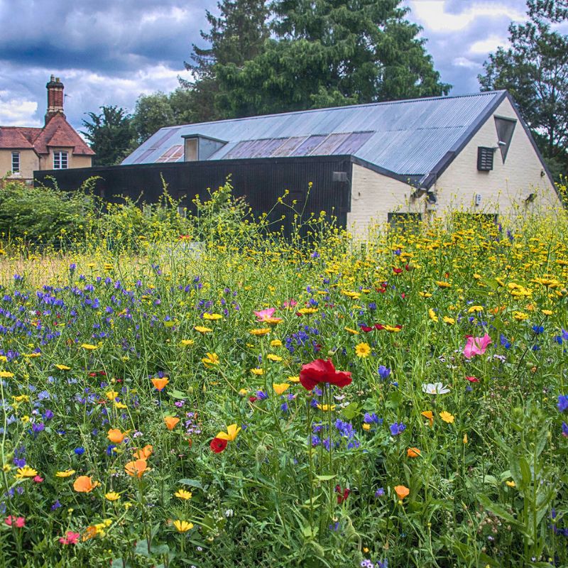 Instant sunshine meadow
