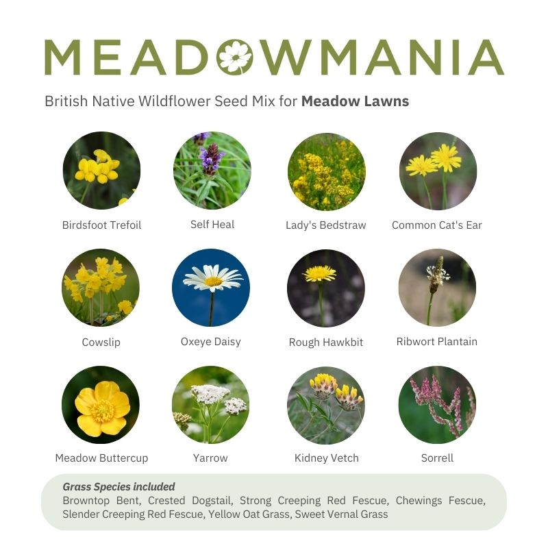 Flowering Lawn Meadow Mix | Meadow Grass & Wildflower Seed Mix