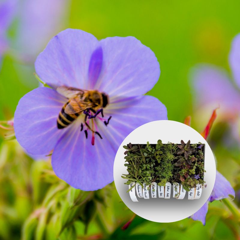 A bee feeding from meadow cranesbill, with overlaid image of plug plants growing in a 40cc tray