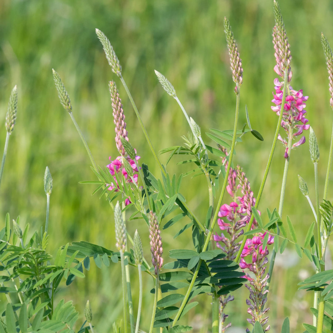 sainfoin flower uk native