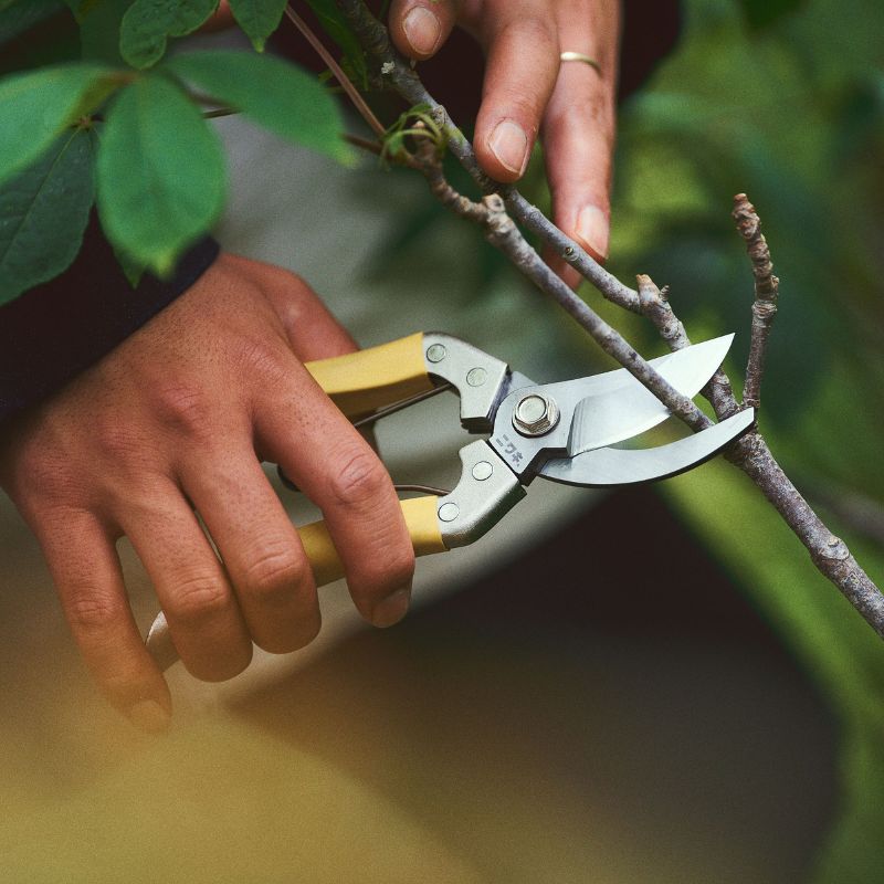 Niwaki Daikiba Secateurs + canvas holster