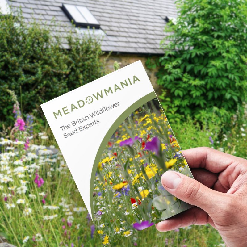 A small seed packet being held up in front of a wildflower garden