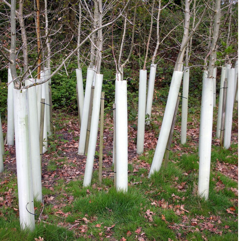 Some hedging whips in tree guards