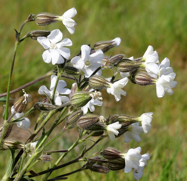 White campion flowers and buds