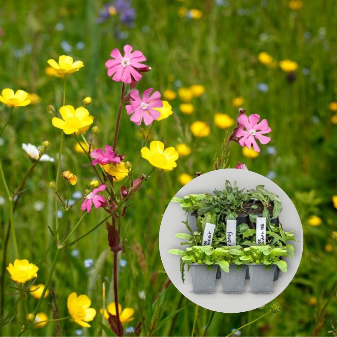 wildflower seed mix clay soil Wildflower 9cm Pot Plant Mix for Clay Soils – Meadowmania UK