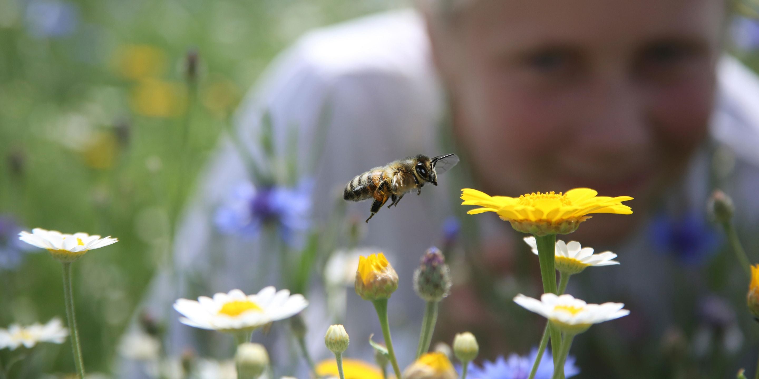 A bee in flight towards a corn marigold flower, a person watches from the background