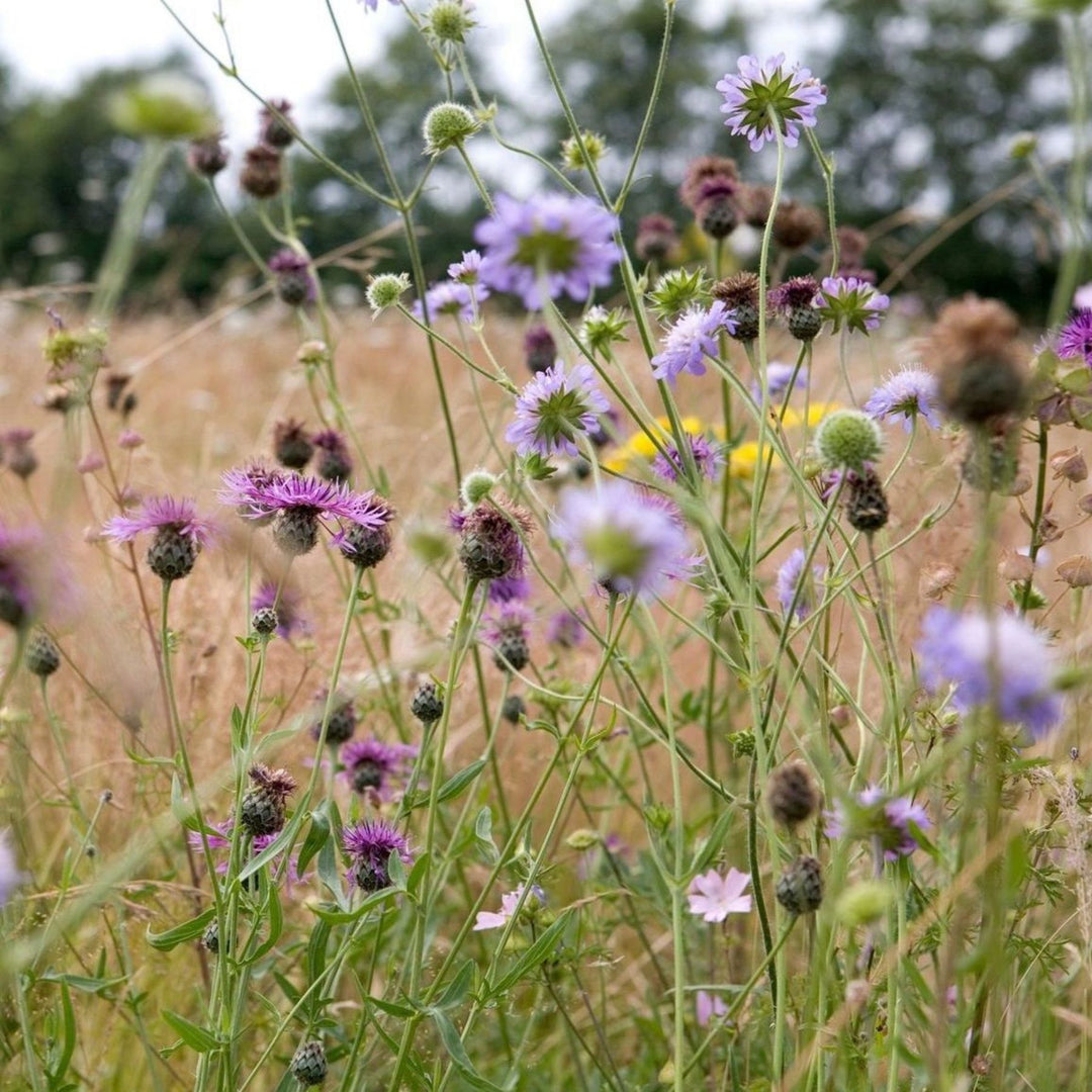 Species-Rich Neutral Grassland (UKHab g4c / NVC MG5)
