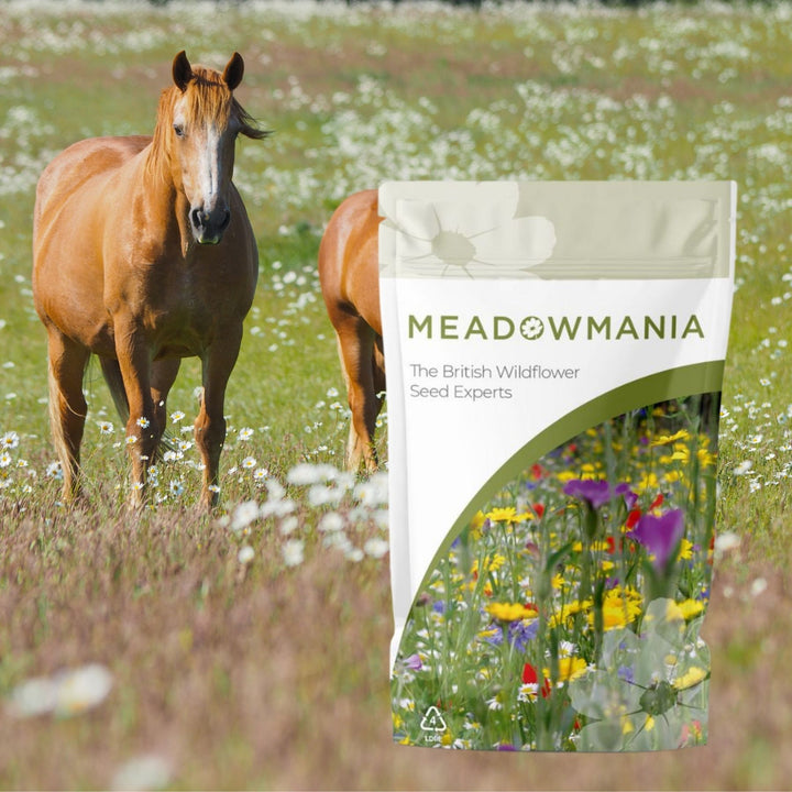 Wildflower Mix For Horse Fields