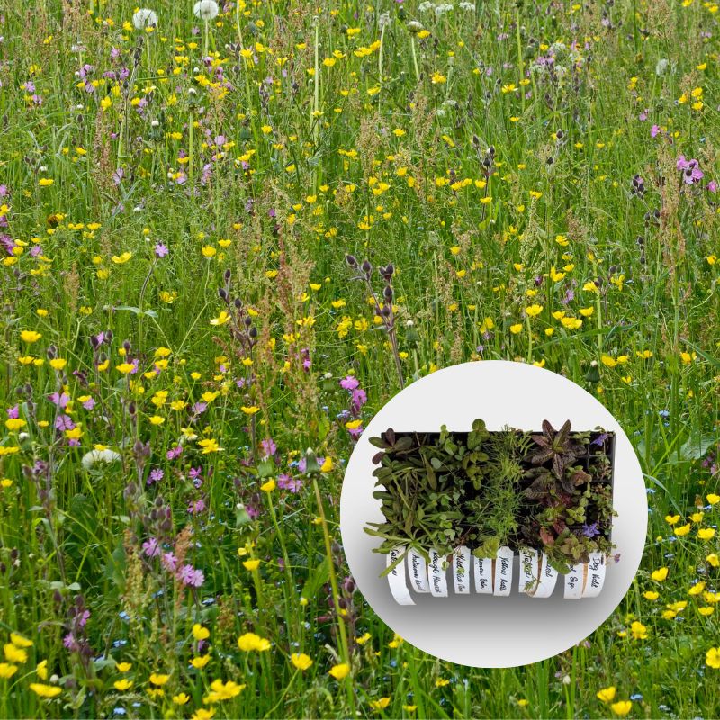 Wildflower meadow grown on chalky soil, with overlaid image of plug plants growing in a 40cc tray